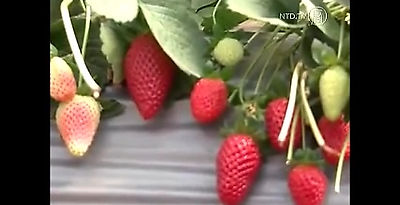 Strawberries - Israel